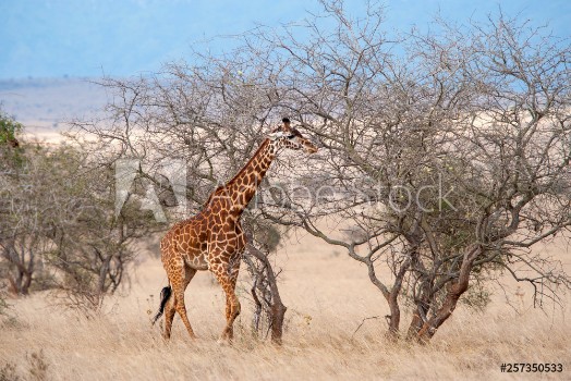 Picture of Giraffe in National park of Kenya